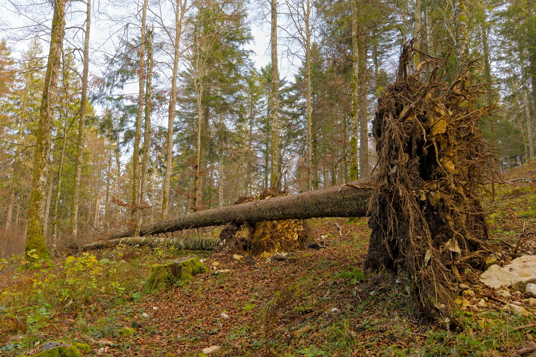 Enlèvement arbre urgence à Décines-Charpieu